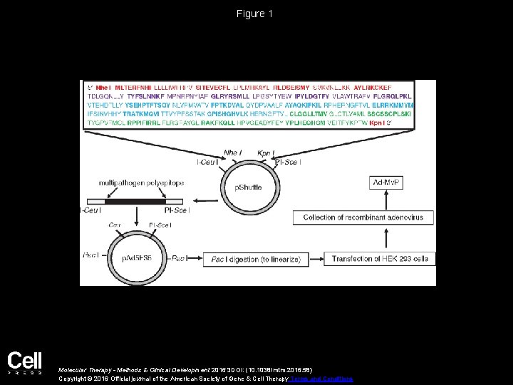 Figure 1 Molecular Therapy - Methods & Clinical Development 2016 3 DOI: (10. 1038/mtm.