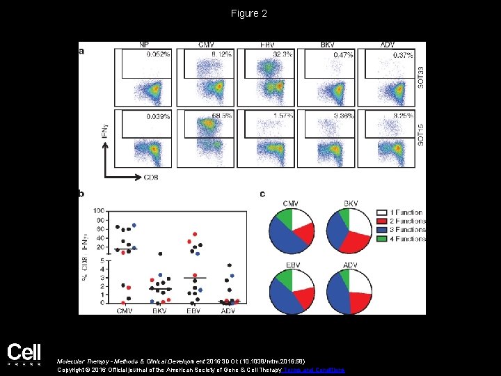 Figure 2 Molecular Therapy - Methods & Clinical Development 2016 3 DOI: (10. 1038/mtm.