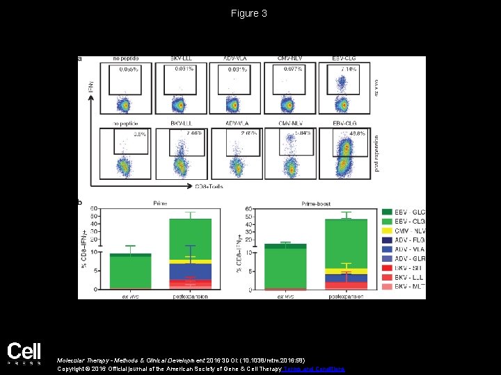 Figure 3 Molecular Therapy - Methods & Clinical Development 2016 3 DOI: (10. 1038/mtm.