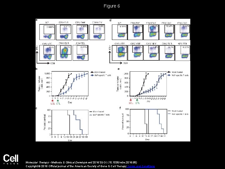 Figure 6 Molecular Therapy - Methods & Clinical Development 2016 3 DOI: (10. 1038/mtm.