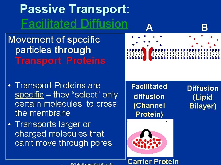 Passive Transport: Facilitated Diffusion A B Facilitated diffusion (Channel Protein) Diffusion (Lipid Bilayer) Movement Passive Transport: Facilitated Diffusion A B Facilitated diffusion (Channel Protein) Diffusion (Lipid Bilayer) Movement