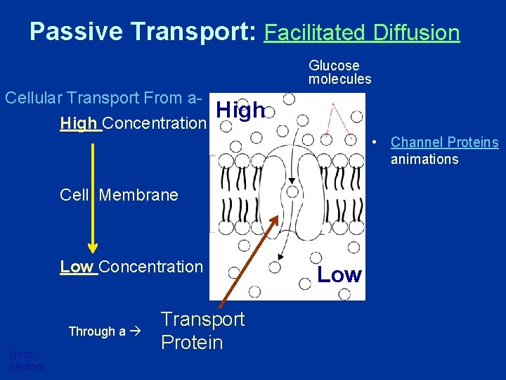 Passive Transport: Facilitated Diffusion Glucose molecules Cellular Transport From a. High Concentration High • Passive Transport: Facilitated Diffusion Glucose molecules Cellular Transport From a. High Concentration High •