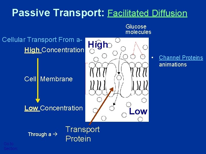 Passive Transport: Facilitated Diffusion Glucose molecules Cellular Transport From a. High Concentration High •