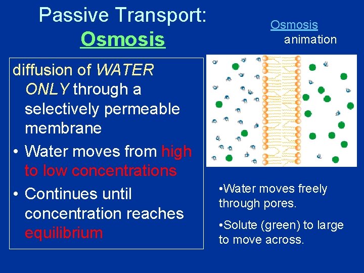 Passive Transport: Osmosis diffusion of WATER ONLY through a selectively permeable membrane • Water Passive Transport: Osmosis diffusion of WATER ONLY through a selectively permeable membrane • Water