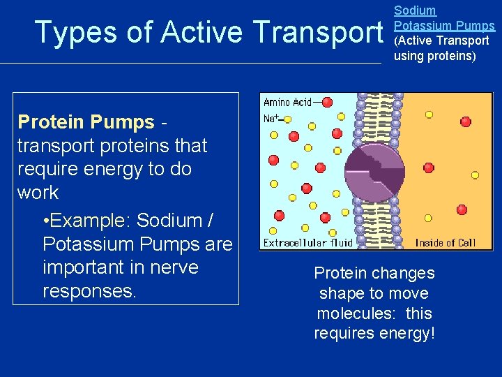 Types of Active Transport Protein Pumps transport proteins that require energy to do work Types of Active Transport Protein Pumps transport proteins that require energy to do work