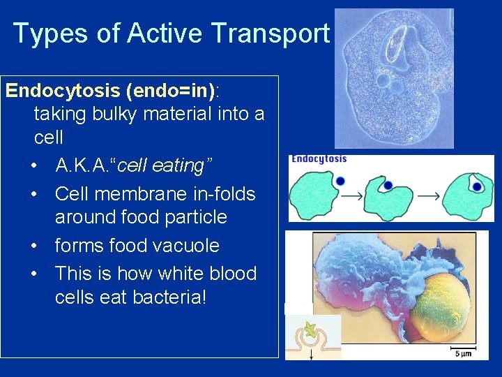 Types of Active Transport Endocytosis (endo=in): taking bulky material into a cell • A.