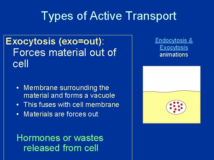 Types of Active Transport Exocytosis (exo=out): Forces material out of cell • Membrane surrounding Types of Active Transport Exocytosis (exo=out): Forces material out of cell • Membrane surrounding