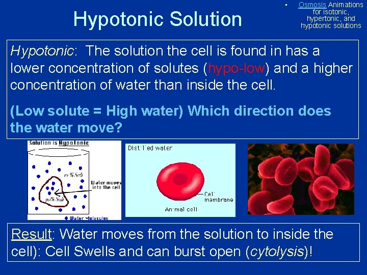 Hypotonic Solution • Osmosis Animations for isotonic, hypertonic, and hypotonic solutions Hypotonic: The solution Hypotonic Solution • Osmosis Animations for isotonic, hypertonic, and hypotonic solutions Hypotonic: The solution