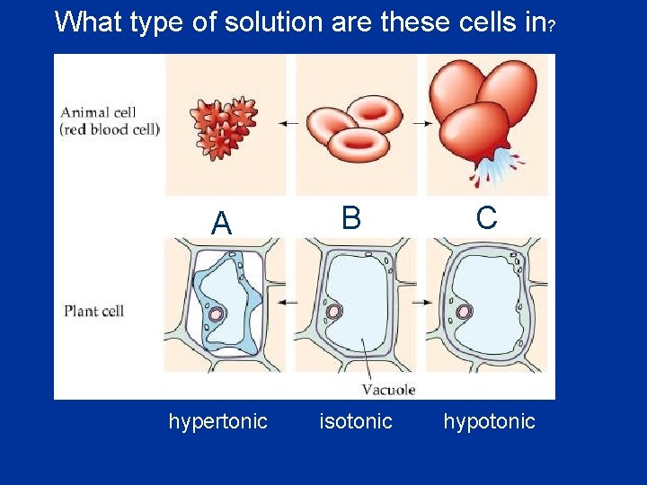 What type of solution are these cells in? A B C hypertonic isotonic hypotonic What type of solution are these cells in? A B C hypertonic isotonic hypotonic