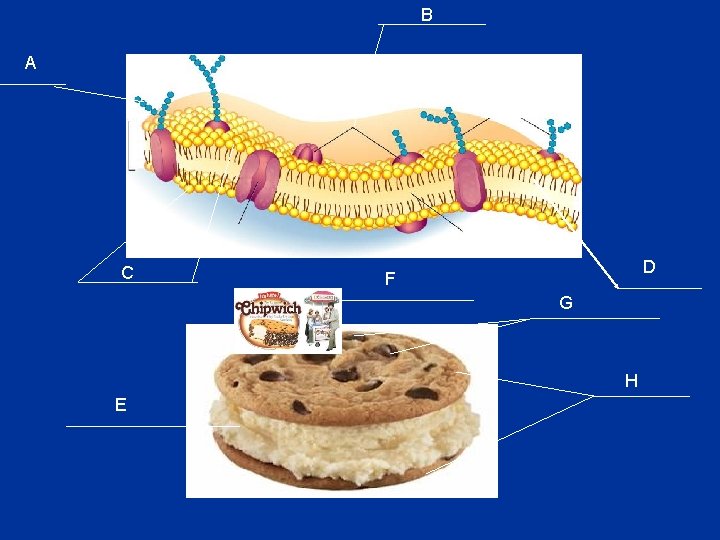 B A C D F G H E  B A C D F G H E