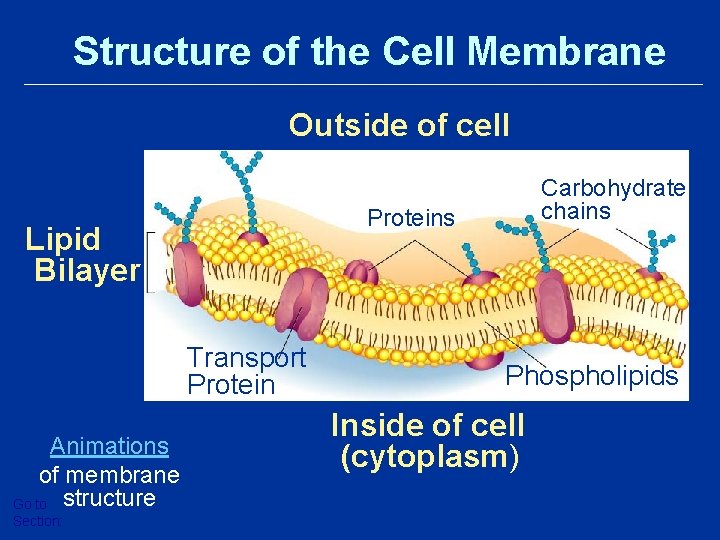 Structure of the Cell Membrane Outside of cell Proteins Lipid Bilayer Transport Protein Animations Structure of the Cell Membrane Outside of cell Proteins Lipid Bilayer Transport Protein Animations