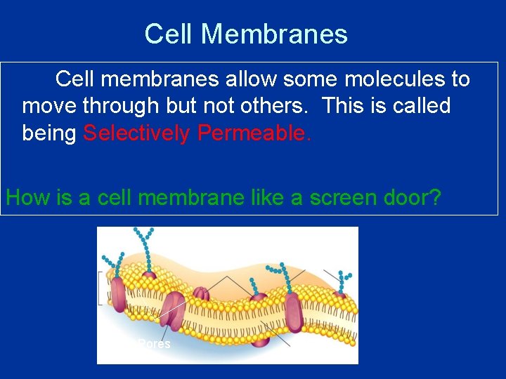 Cell Membranes Cell membranes allow some molecules to move through but not others. This Cell Membranes Cell membranes allow some molecules to move through but not others. This