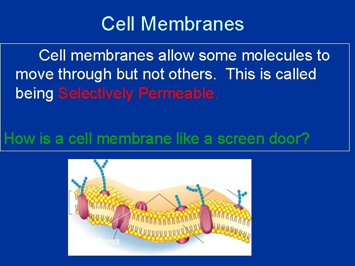 Cell Membranes Cell membranes allow some molecules to move through but not others. This