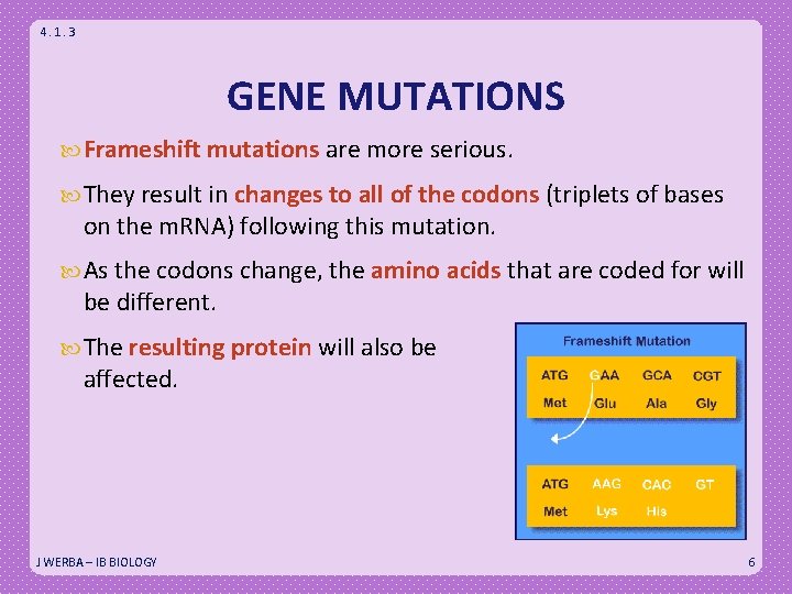 4. 1. 3 GENE MUTATIONS Frameshift mutations are more serious. They result in changes