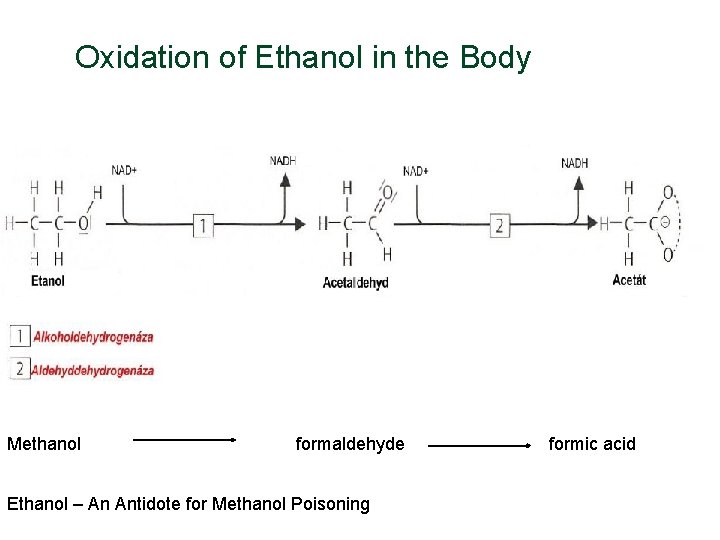 Oxidation of Ethanol in the Body Methanol formaldehyde Ethanol – An Antidote for Methanol