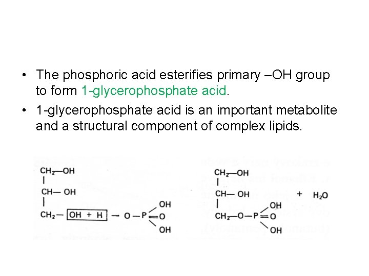 • The phosphoric acid esterifies primary –OH group to form 1 -glycerophosphate acid. • The phosphoric acid esterifies primary –OH group to form 1 -glycerophosphate acid.