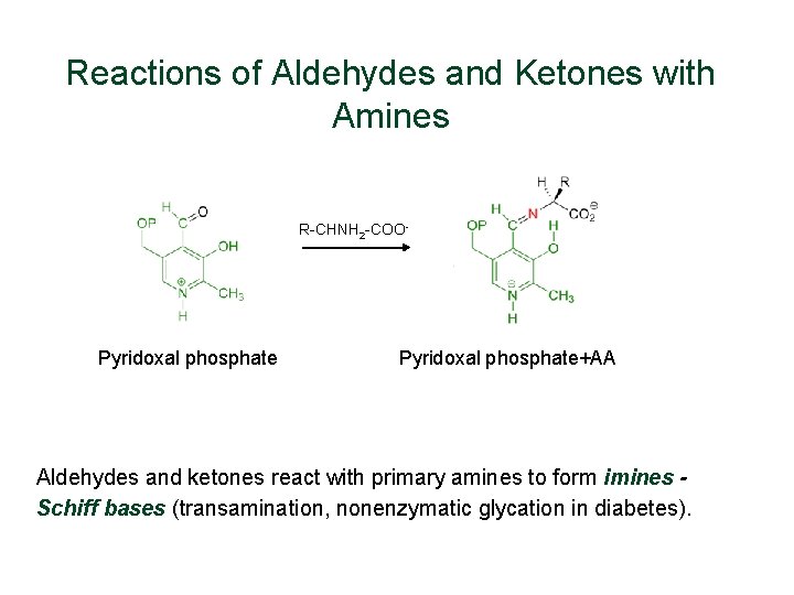 Reactions of Aldehydes and Ketones with Amines R-CHNH 2 -COO- Pyridoxal phosphate+AA Aldehydes and Reactions of Aldehydes and Ketones with Amines R-CHNH 2 -COO- Pyridoxal phosphate+AA Aldehydes and