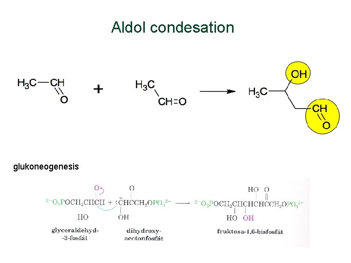 Aldol condesation glukoneogenesis 
