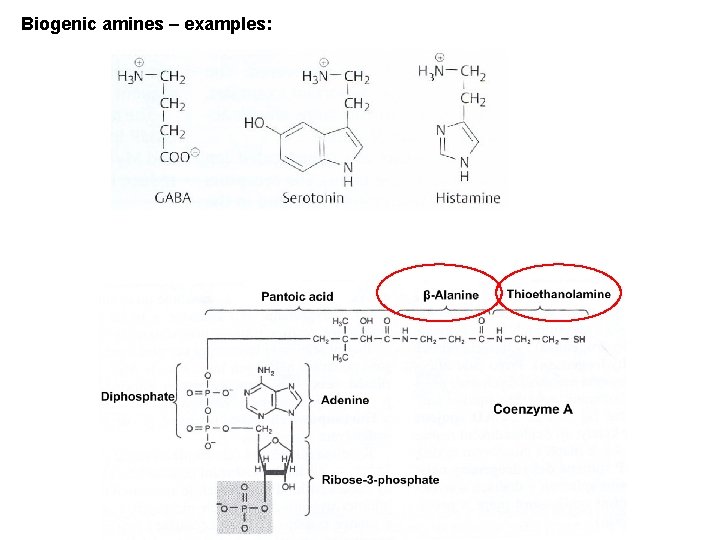 Biogenic amines – examples: 