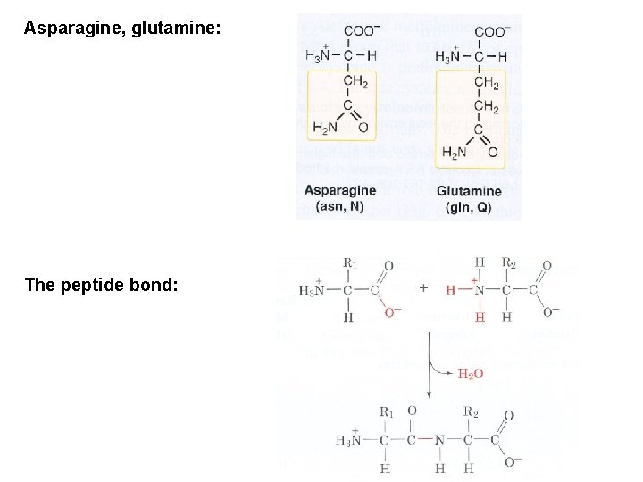 Asparagine, glutamine: The peptide bond: 