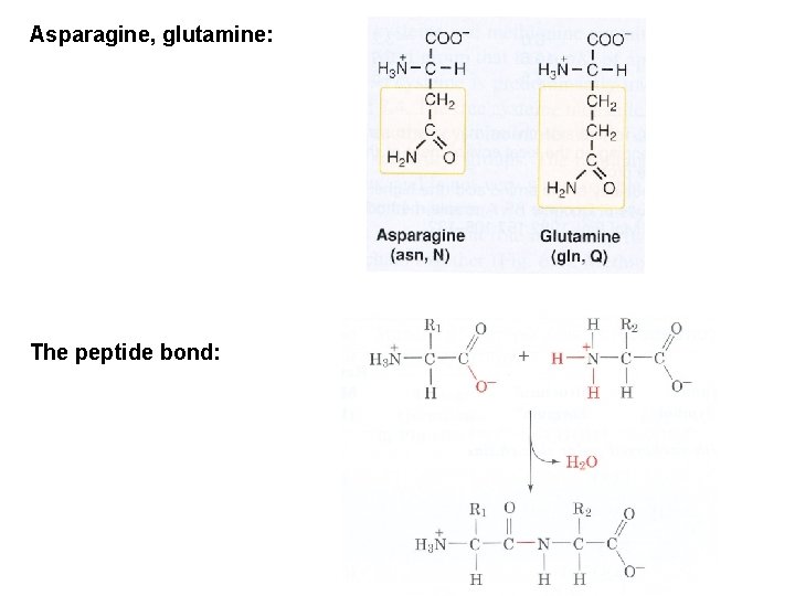 Asparagine, glutamine: The peptide bond: Asparagine, glutamine: The peptide bond: