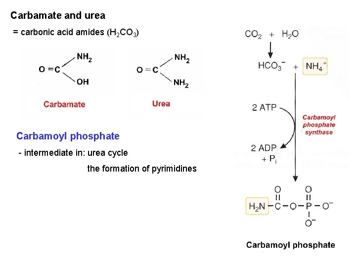 Carbamate and urea = carbonic acid amides (H 2 CO 3) Carbamoyl phosphate - Carbamate and urea = carbonic acid amides (H 2 CO 3) Carbamoyl phosphate -