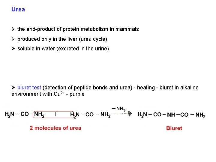 Urea Ø the end-product of protein metabolism in mammals Ø produced only in the