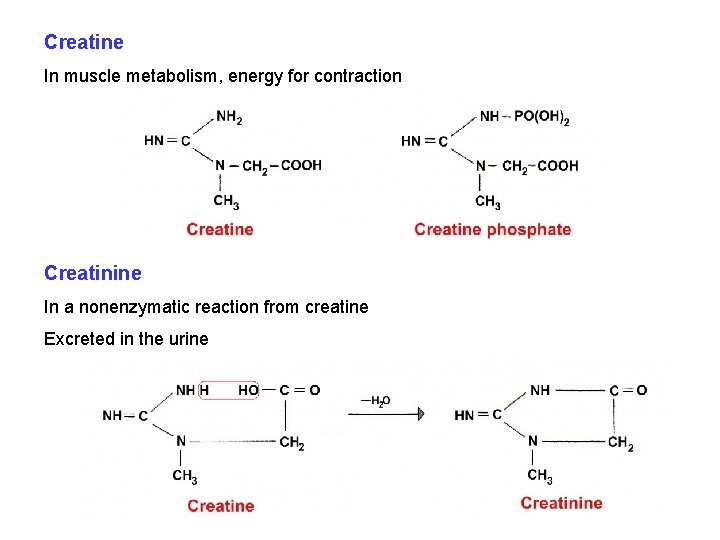 Creatine In muscle metabolism, energy for contraction Creatinine In a nonenzymatic reaction from creatine