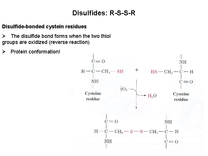 Disulfides: R-S-S-R Disulfide-bonded cystein residues Ø The disulfide bond forms when the two thiol