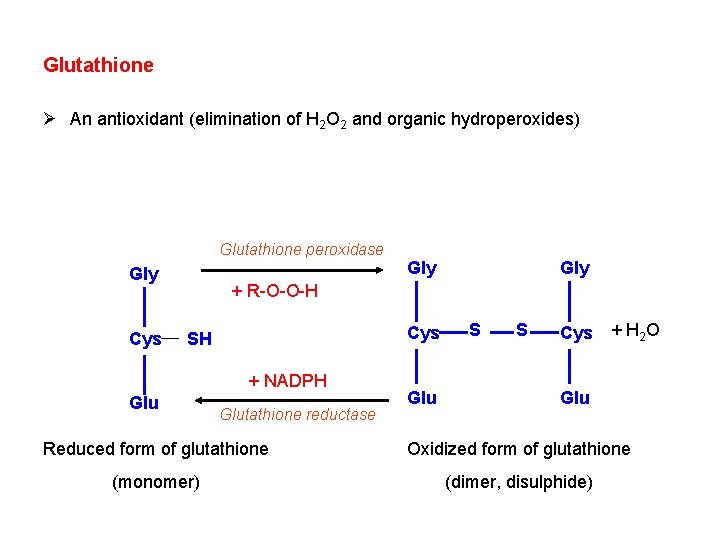 Glutathione Ø An antioxidant (elimination of H 2 O 2 and organic hydroperoxides) Glutathione