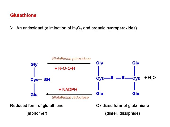 Glutathione Ø An antioxidant (elimination of H 2 O 2 and organic hydroperoxides) Glutathione Glutathione Ø An antioxidant (elimination of H 2 O 2 and organic hydroperoxides) Glutathione