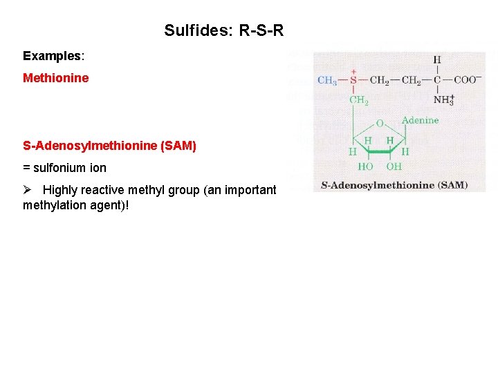 Sulfides: R-S-R Examples: Methionine S-Adenosylmethionine (SAM) = sulfonium ion Ø Highly reactive methyl group Sulfides: R-S-R Examples: Methionine S-Adenosylmethionine (SAM) = sulfonium ion Ø Highly reactive methyl group