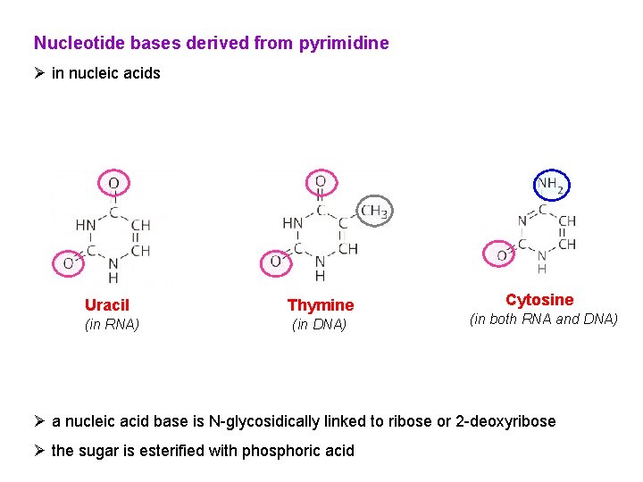 Nucleotide bases derived from pyrimidine Ø in nucleic acids Uracil (in RNA) Thymine (in