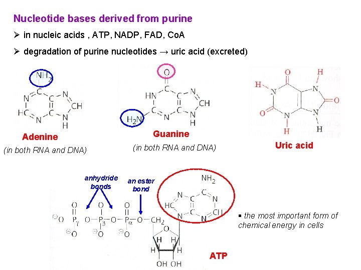 Nucleotide bases derived from purine Ø in nucleic acids , ATP, NADP, FAD, Co.