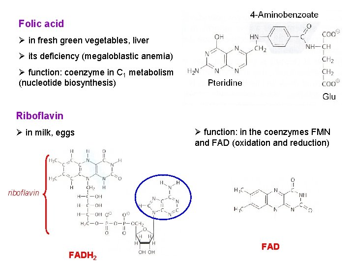 Folic acid Ø in fresh green vegetables, liver Ø its deficiency (megaloblastic anemia) Ø