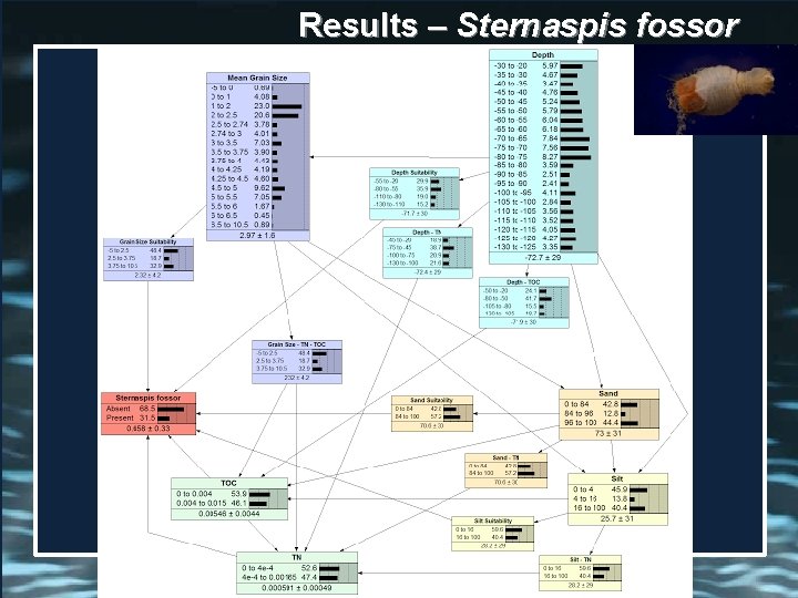 Results – Sternaspis fossor 