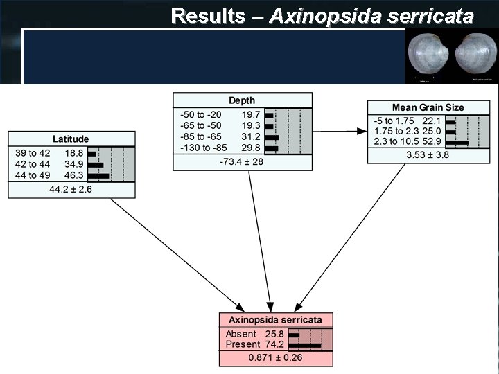 Results – Axinopsida serricata 