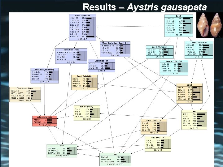 Results – Aystris gausapata 