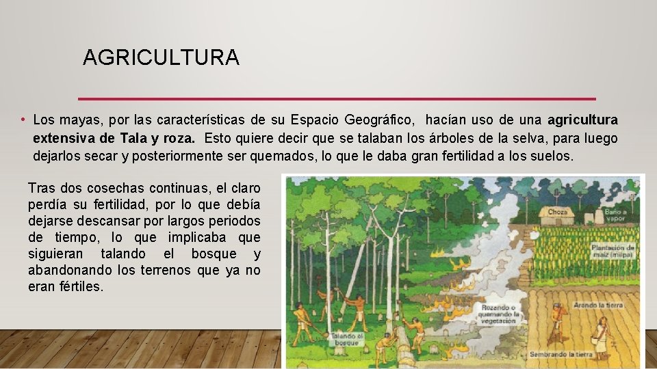 AGRICULTURA • Los mayas, por las características de su Espacio Geográfico, hacían uso de