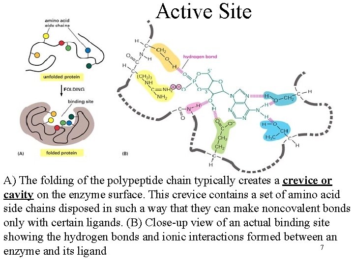 Active Site A) The folding of the polypeptide chain typically creates a crevice or
