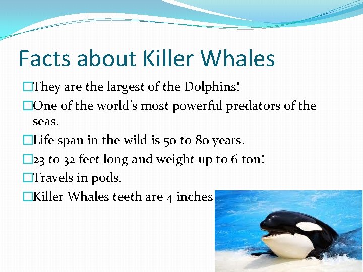 Facts about Killer Whales �They are the largest of the Dolphins! �One of the