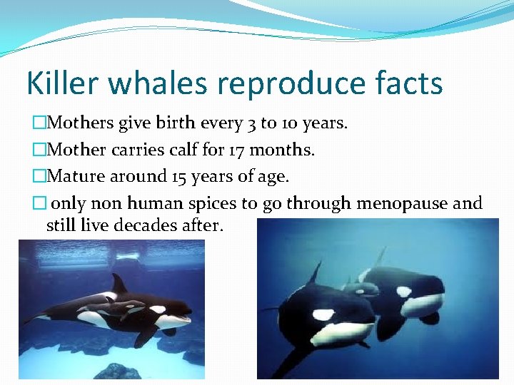 Killer whales reproduce facts �Mothers give birth every 3 to 10 years. �Mother carries