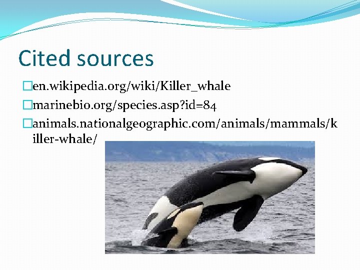 Cited sources �en. wikipedia. org/wiki/Killer_whale �marinebio. org/species. asp? id=84 �animals. nationalgeographic. com/animals/mammals/k iller-whale/ 