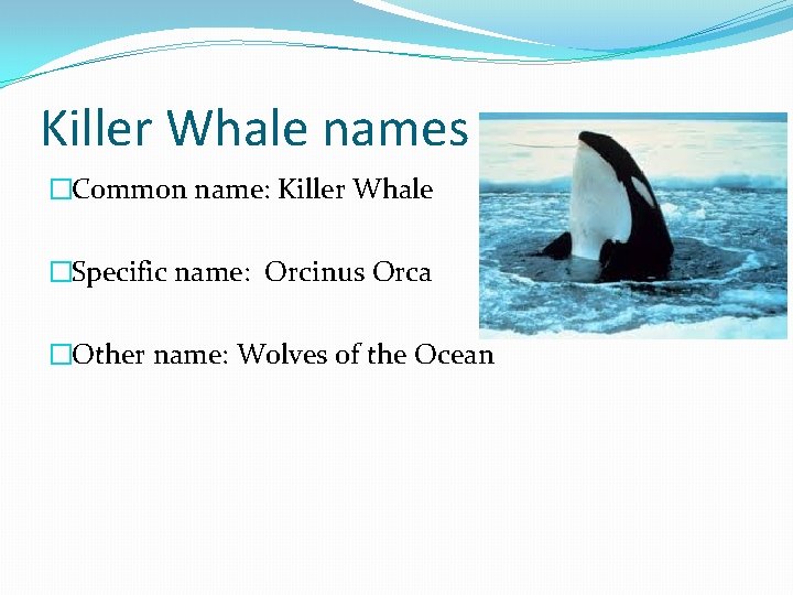 Killer Whale names �Common name: Killer Whale �Specific name: Orcinus Orca �Other name: Wolves