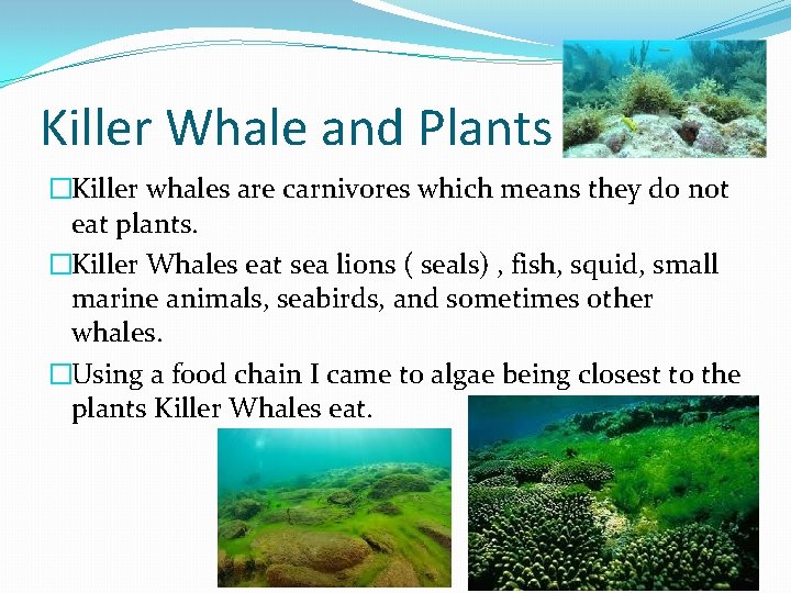 Killer Whale and Plants �Killer whales are carnivores which means they do not eat
