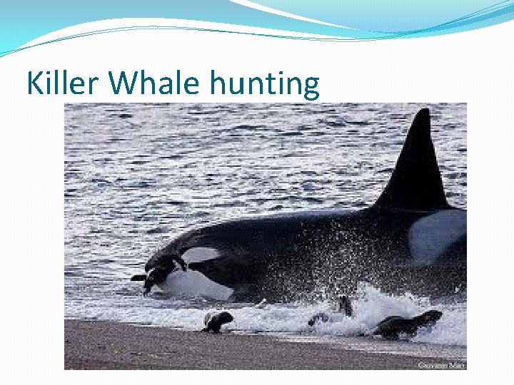 Killer Whale hunting 