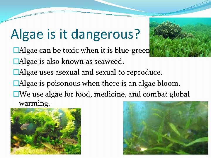 Algae is it dangerous? �Algae can be toxic when it is blue-green. �Algae is