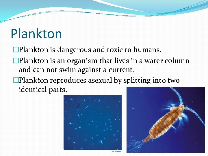 Plankton �Plankton is dangerous and toxic to humans. �Plankton is an organism that lives