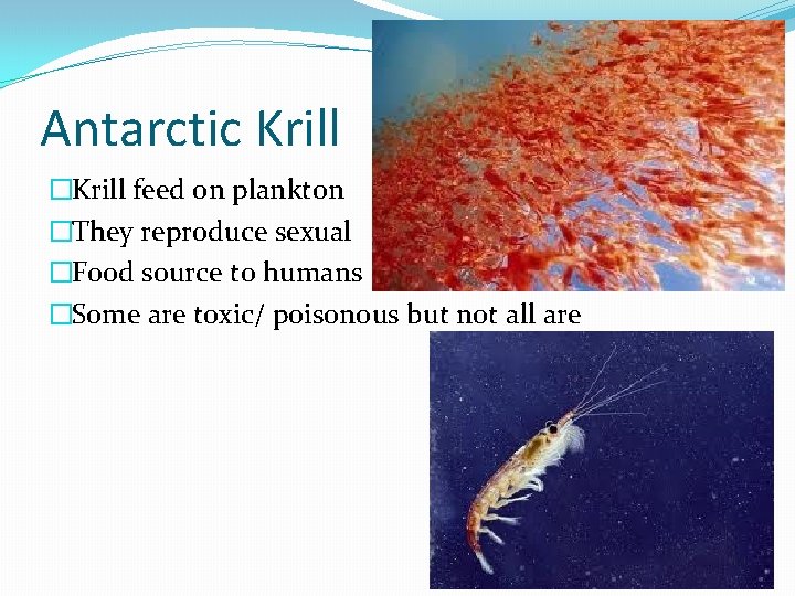 Antarctic Krill �Krill feed on plankton �They reproduce sexual �Food source to humans �Some