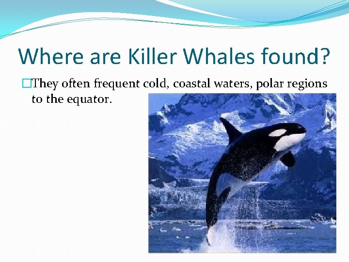 Where are Killer Whales found? �They often frequent cold, coastal waters, polar regions to